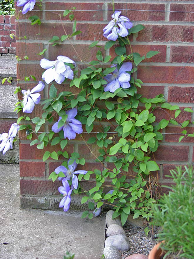 Front Garden - Clematis 'Mrs Chalmondsley'