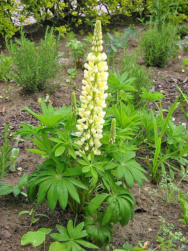 Front Garden - Lupin 'Gallery Yellow'