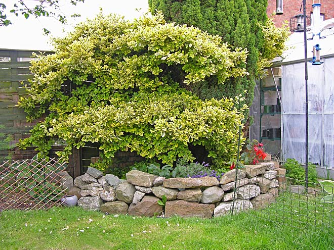 Rear Garden - unprepared rockery area