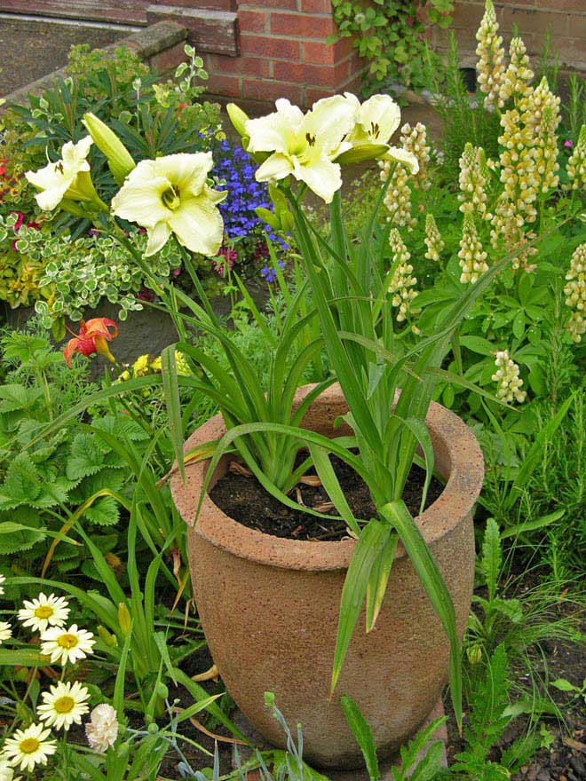 Front Garden - Hemerocallis - 'Iced Lemon' (Day Lily)