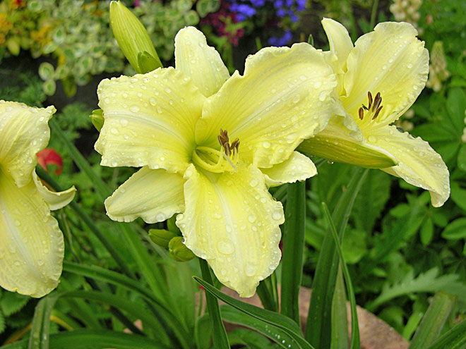 Front Garden - Hemerocallis - 'Iced Lemon' (Day Lily)