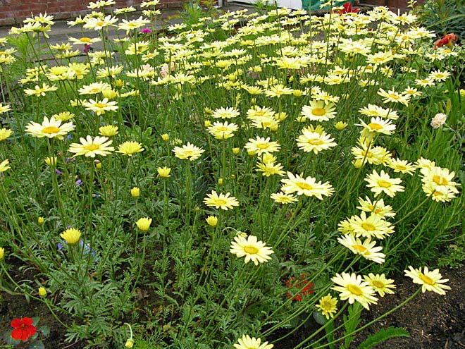 Front Garden - Anthemis Tinctoria EC Buxton