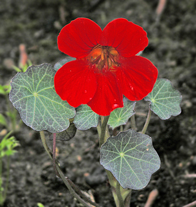 Front Garden - Nasturtium majus Empress of India