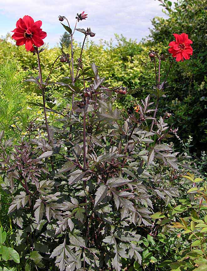 Front Garden - Dahlia 'Bishop of Llandaff'