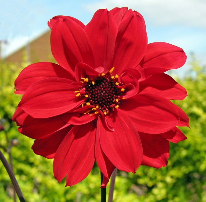 Front Garden - Dahlia 'Bishop of Llandaff'