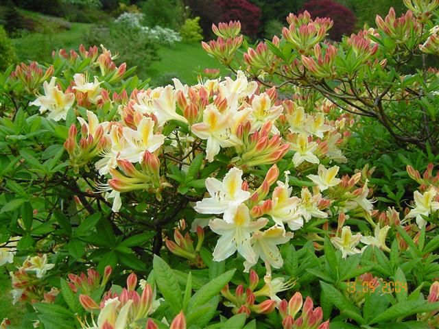 rhus rhododendron Rhododendron Roseum Elegans | 60-80 cm mit Wurzelballen