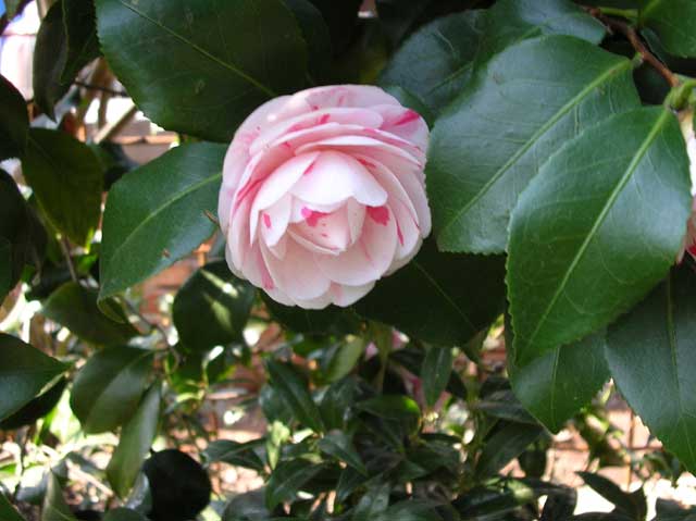 Camellia Japonica Lavinia Maggi