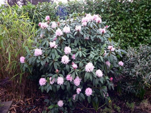 dnger fr hortensien und rhododendron Rhododendron Dnger von Flora Boost