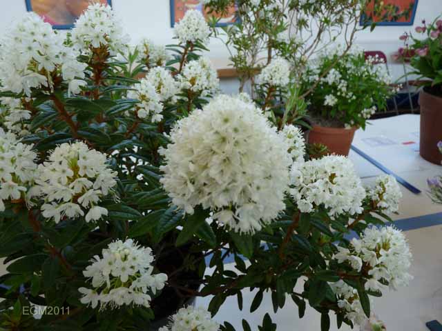 Rhododendron hypoleucum diversipilosum Milky Way