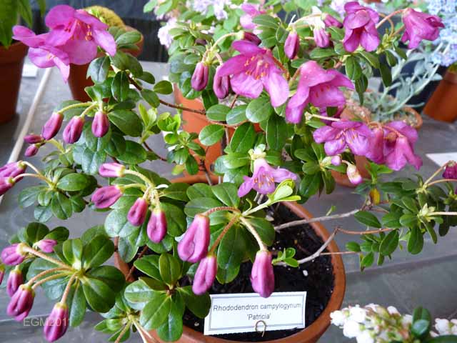 rhododendron fertilizer Acid Mix 4-3-6 Fertilizer 5lb  The Old Farmer's Almanac Store