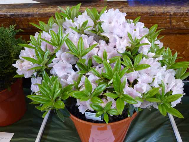 wisteria sinensis Wisteria sinensis: Chinese Wisteria Seeds