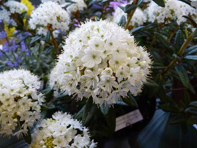 Rhododendron argyphyllum ssp. hypoglaucum Milky Way